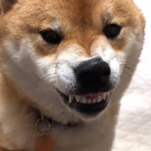 柴犬がお手した結果→「多分、微笑んでいるのだと思います」「嬉しすぎてですかね！」