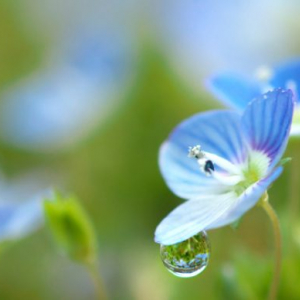 キレイな花を咲かせる雑草〜青い花をつける雑草とは