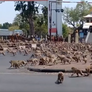 動物園ではありません。観光客が減った影響？で無数のサルが街頭に出現