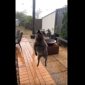 イイイィーヤッホーイッ！久しぶりの雨に大興奮！ダッシュとジャンプを繰り返すワンコが可愛い