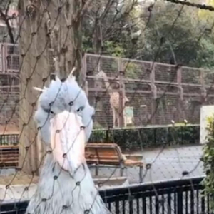 上野動物園のハシビロコウがたたずむ姿に「まるで静止画のような動画」の声