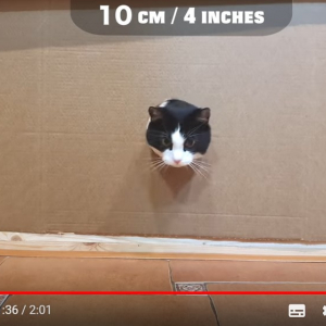 穴があったら入りたいんだけど……ネコはどのくらいの穴まで入ろうとするのかという検証動画