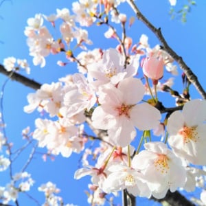 春の風物詩・桜を代表する「ソメイヨシノ」は全てクローンだった！？だからこそ生まれる桜前線