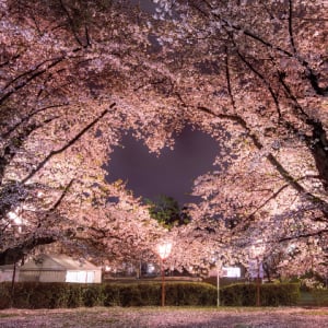 夜桜の中に浮かぶハートのシルエット！春の訪れを感じさせる神秘的な写真が話題に