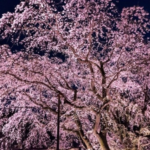 夜桜の名所「日本三大夜桜」と、古くからの桜の名所「日本三大桜の名所」をご紹介