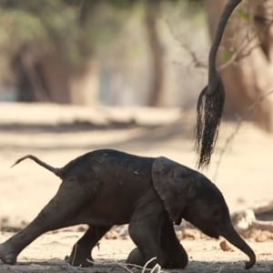 生まれたばかりのゾウの赤ちゃん。ふらつきながらも必死で歩こうとする姿に感動