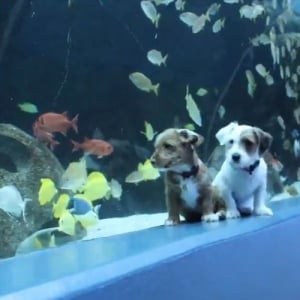 保護犬たちが臨時閉館中の水族館を満喫！館内を走りまわったり魚たちにも興味津々