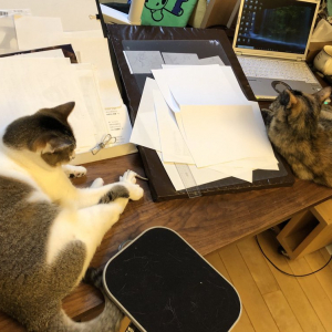 猫と在宅ワークした結果→「猫の手はいつでも借りられますね！」「猫が働いてる様に見える」