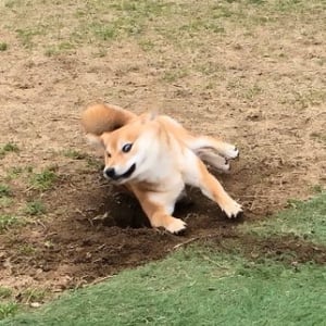 柴犬が「自分の掘った穴に足をとられ酷い顔を撮られる」　ツイート投稿に「穴があったら入りたいかもですね」の声