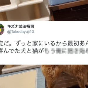 あんなに喜んでくれてたのに･･･。在宅が続く飼い主に対する犬と猫の変化が切ない(泣)