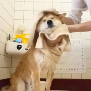 柴犬が洗われる動画に「泡だててるシャンプーを優しくつけるのですね、勉強になります」「なんてお利口さんなんでしょう」感動の声多数