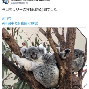 休園中の動物園がコアラのセクシーポーズを公開 「人はいってる？」「ウインクしてる」の声