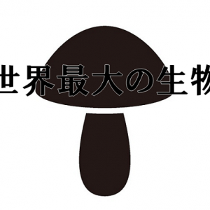 世界最大の生物はゾウでもシロナガスクジラでもなかった！では何が世界一なのか？