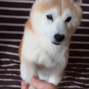 3匹の柴犬と順に固い握手を交わすも、2周目に入ると「1回やったじゃん」と冷めた顔(笑)