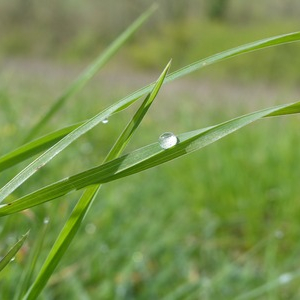 【今日のこよみ】２０２０年４月１９日は暦の上では「穀雨」にあたります。