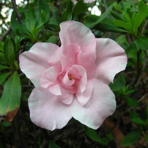 アザレアの花言葉は？浪費家や大酒飲みに贈りたくなる花だった