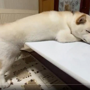 白い柴犬がうたた寝した結果→「仕事で疲れてデスクで居眠りしちゃったOL」「こんな体勢で寝るワンコ、初めて見た」