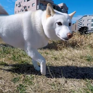 柴犬と夢のお散歩同行！ 白柴チョビさんに会ってきたぞぉぉぉっ！