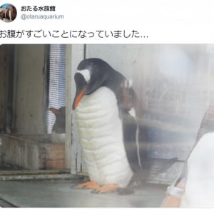 おたる水族館のペンギンの肉体美に注目集まる 「キレてるキレてる！」「仕上がってるよ」