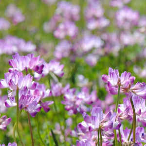 レンゲソウの花言葉は？その由来は姿かたちや効能にあるとも