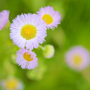 ハルジオンに花言葉は無い？貧乏草とも呼ばれる扱いが不遇な花