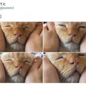 完全にとろけてる……！ マッサージされる猫の写真に癒やされる人続出 「人間味が凄い」「神々しい」