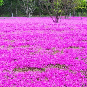 芝桜の花言葉は？地面いっぱいに咲くかわいらしい姿から付けられた花言葉を紹介