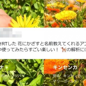 iPhoneをかざすと花の名前がわかるアプリが凄い！試しにワンコにもかざしてみたら･･･(笑）