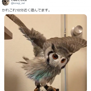 まるでMV!? 全身で風を感じるフクロウのキュートな動画が大人気「空飛んでる感覚なのかな」