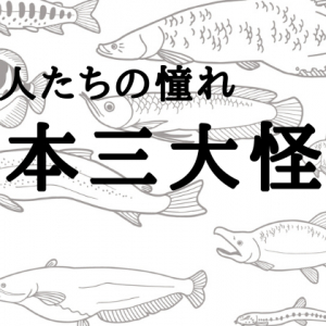 【日本三大怪魚】それは希少性の高い釣り人たちの憧れの魚たち