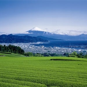 「#うちお茶」SNS投稿で、静岡市の新茶がもらえるチャンス！