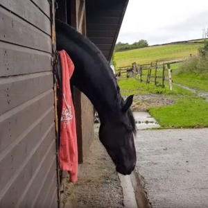 飼い主のパーカーを地面に落としてしまった馬。その後の証拠を隠す行動が面白い(笑)