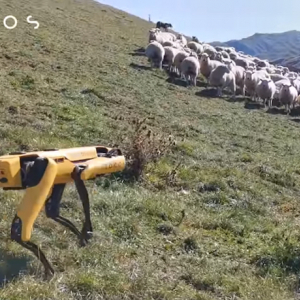 ボストンダイナミクスの四足歩行ロボットが、ニュージーランドで牧羊犬に