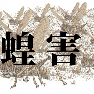 バッタによる蝗害(こうがい)をご存知ですか？2020年の災厄は新型コロナだけではなかった！