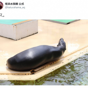 ナスなの？ アシカなの？ 桂浜水族館が投稿した写真に混乱させられる人続出「違和感ナス」