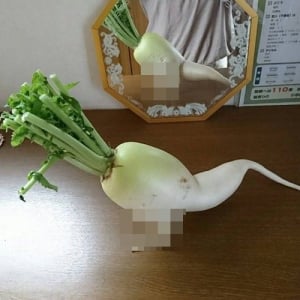 鏡の前で腕立て伏せをしている大根が話題に！腕がめっちゃ細いのがさらにウケる