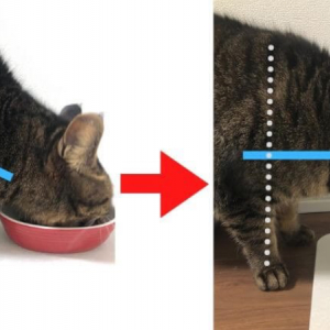 食器は食べやすい高さにしてあげましょう！猫の食事に関する獣医師の有益な情報が話題