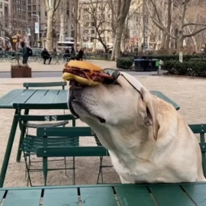 絶妙なバランスでハンバーガーを鼻に乗せるワンコ。飼い主の合図で食べ始める時の勢いが凄い(笑)