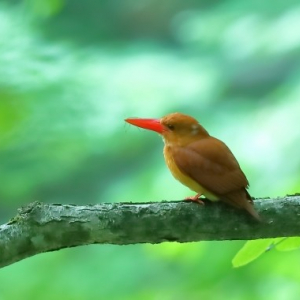 燃えるような赤い姿をしたアカショウビン。火の鳥や雨乞鳥という対極にあたる別名も