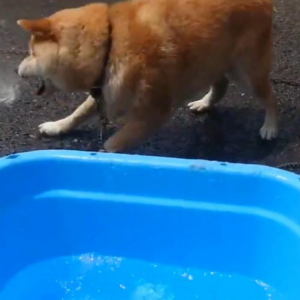 柴犬が水遊びした結果→「水に噛みついてる」「水は生き物です」