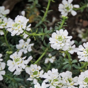 【イベリス】太陽に向かって咲く白い花には対照的な２つの花言葉があった