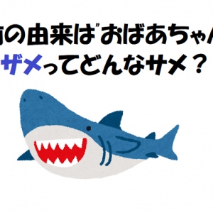 三大サメにも数えられるウバザメ、大人しいサメの名前の由来はおばあちゃん？