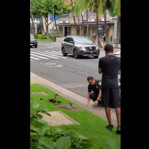 カモの家族が道路を横断できるよう通行止めに！警察官のやさしさ溢れる対応にほっこり