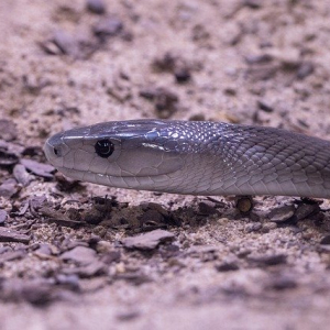 ブラックマンバはギャルサーみたいな名前だけど、実はとっても怖い生き物だった！