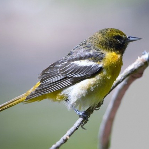 ウグイスの鳴き声「ホーホケキョ」は、ホーホケやケキョケキョの時もあるのはなぜ？