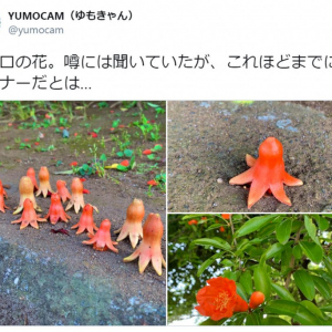 野生のたこさんウインナーの大群!? ウインナーそっくりの植物に注目集まる