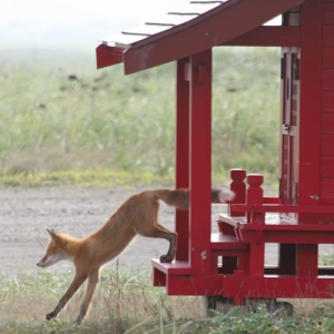 【神秘的な瞬間】主居ぬ間に社のお掃除でもされたか？祠から出てきた神の御使い！？