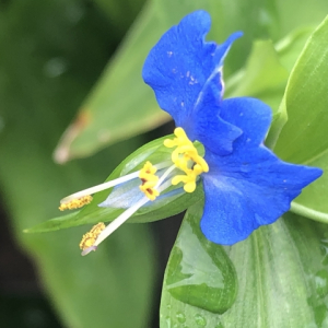 鮮やかな青い花が目を惹く！古くから日本人に愛されているツユクサの花言葉とは？