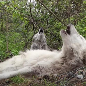 眠くて仕方がないけれど･･･仲間の遠吠えには律儀にこたえるオオカミたちが愛おしい