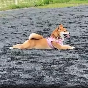 柴犬がドッグランへ行った結果→「ドッグウォーク…？」「走らない派ですね」